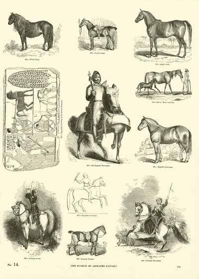 Página del Museo Pictórico de la Naturaleza Animada de English School