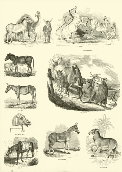 Página del Museo Pictórico de la Naturaleza Animada de English School