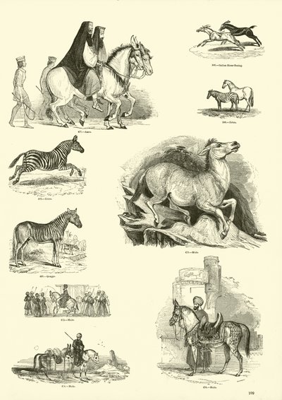 Página del Museo Pictórico de la Naturaleza Animada de English School
