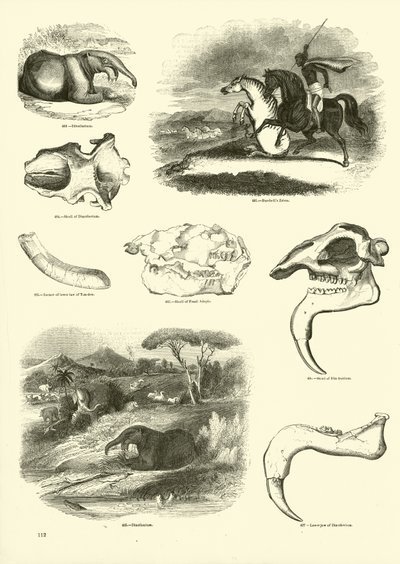 Página del Museo Pictórico de la Naturaleza Animada de English School