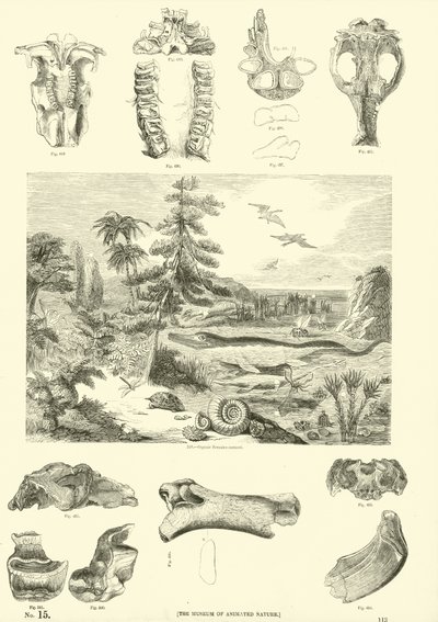 Página del Museo Pictórico de la Naturaleza Animada de English School