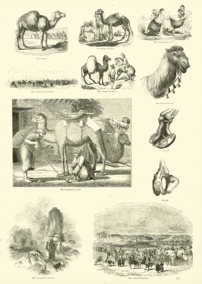 Página del Museo Pictórico de la Naturaleza Animada de English School