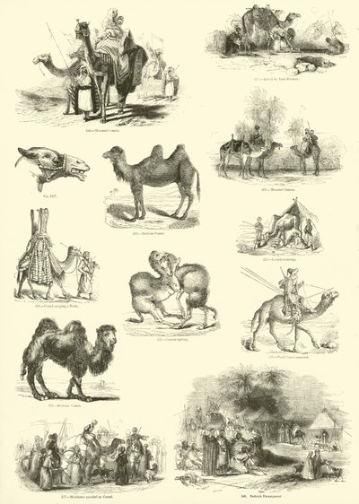 Página del Museo Pictórico de la Naturaleza Animada de English School