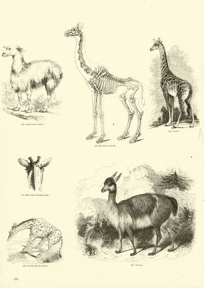 Página del Museo Pictórico de la Naturaleza Animada de English School