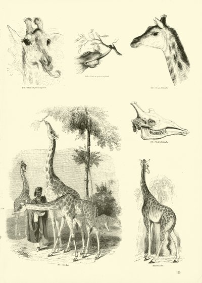 Página del Museo Pictórico de la Naturaleza Animada de English School