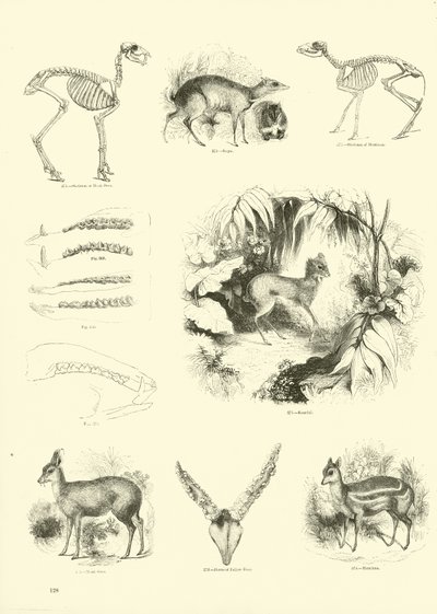 Página del Museo Pictórico de la Naturaleza Animada de English School
