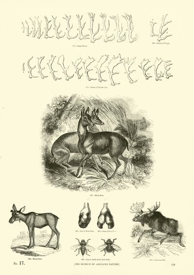 Página del Museo Pictórico de la Naturaleza Animada de English School