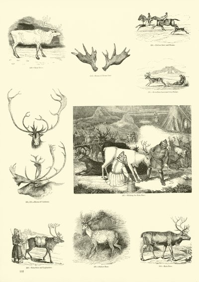 Página del Museo Pictórico de la Naturaleza Animada de English School