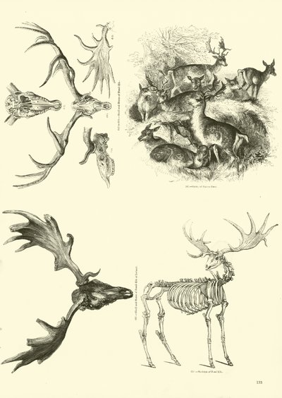 Página del Museo Pictórico de la Naturaleza Animada de English School