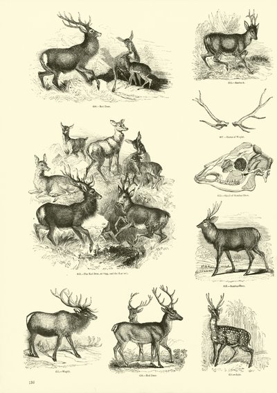 Página del Museo Pictórico de la Naturaleza Animada de English School