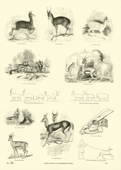 Página del Museo Pictórico de la Naturaleza Animada de English School