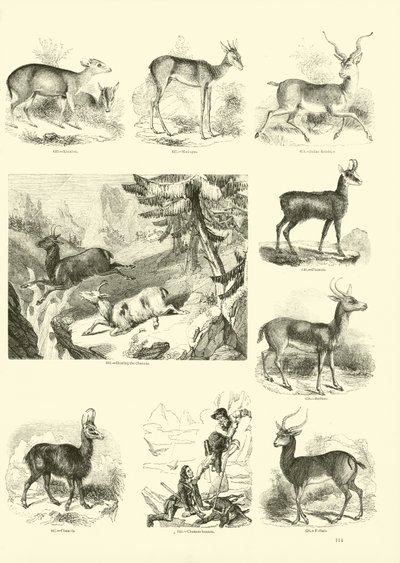 Página del Museo Pictórico de la Naturaleza Animada de English School