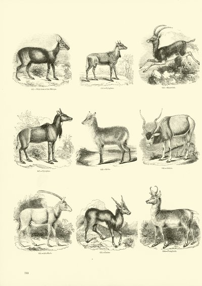 Página del Museo Pictórico de la Naturaleza Animada de English School