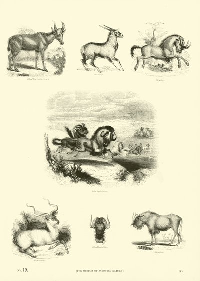 Página del Museo Pictórico de la Naturaleza Animada de English School