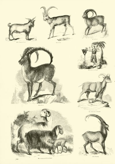 Página del Museo Pictórico de la Naturaleza Animada de English School