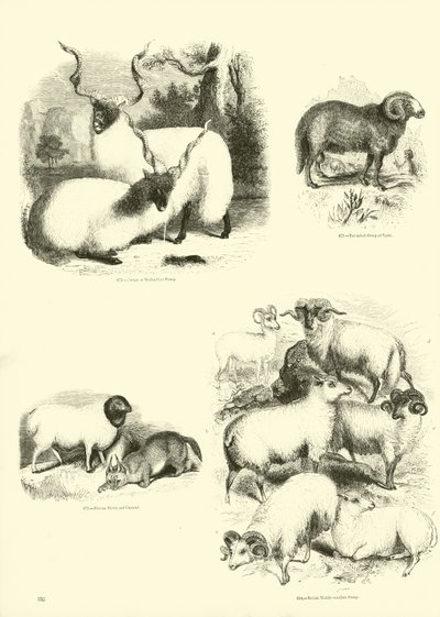 Página del Museo Pictórico de la Naturaleza Animada de English School