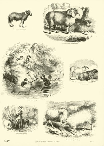 Página del Museo Pictórico de la Naturaleza Animada de English School