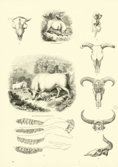 Página del Museo Pictórico de la Naturaleza Animada de English School