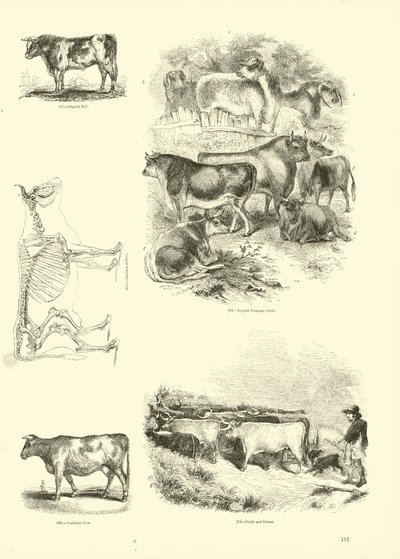 Página del Museo Pictórico de la Naturaleza Animada de English School