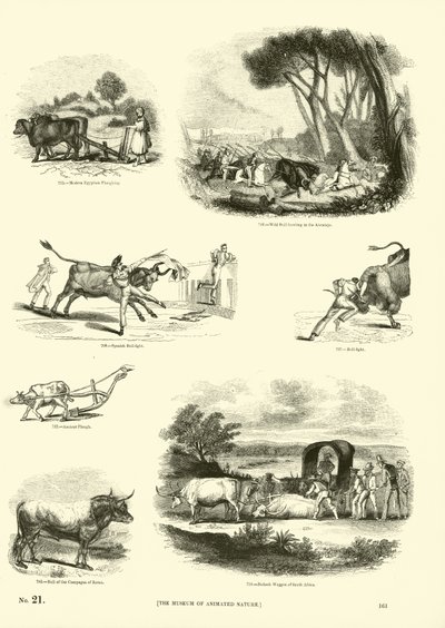 Página del Museo Pictórico de la Naturaleza Animada de English School