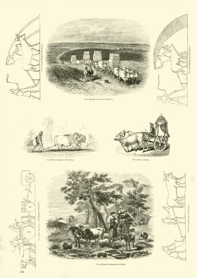 Página del Museo Pictórico de la Naturaleza Animada de English School