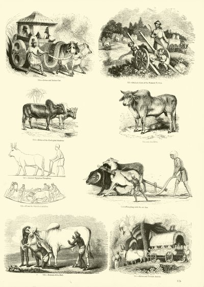 Página del Museo Pictórico de la Naturaleza Animada de English School
