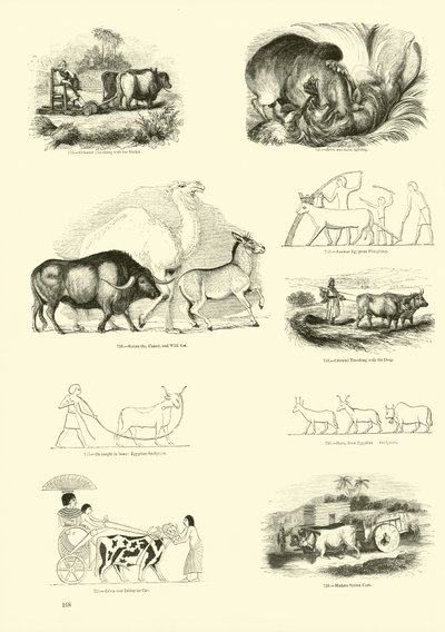 Página del Museo Pictórico de la Naturaleza Animada de English School