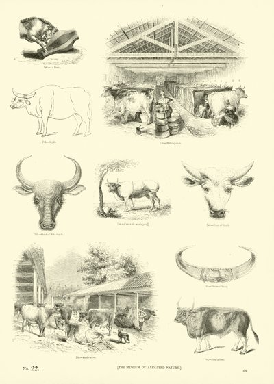 Página del Museo Pictórico de la Naturaleza Animada de English School