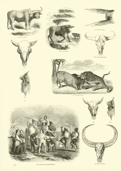Página del Museo Pictórico de la Naturaleza Animada de English School