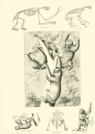 Página del Museo Pictórico de la Naturaleza Animada de English School
