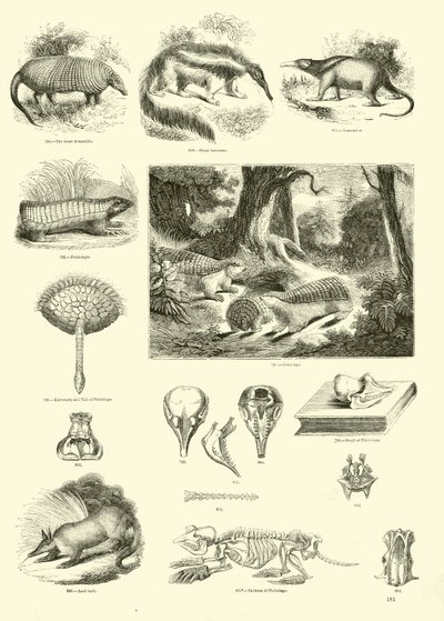 Página del Museo Pictórico de la Naturaleza Animada de English School