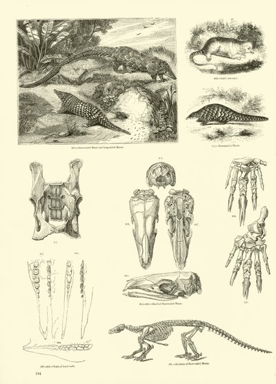 Página del Museo Pictórico de la Naturaleza Animada de English School