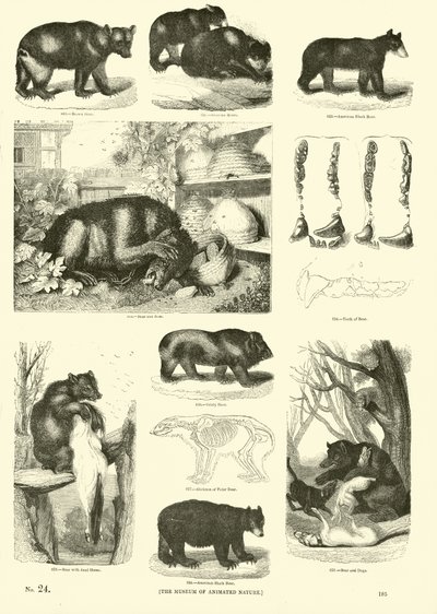Página del Museo Pictórico de la Naturaleza Animada de English School