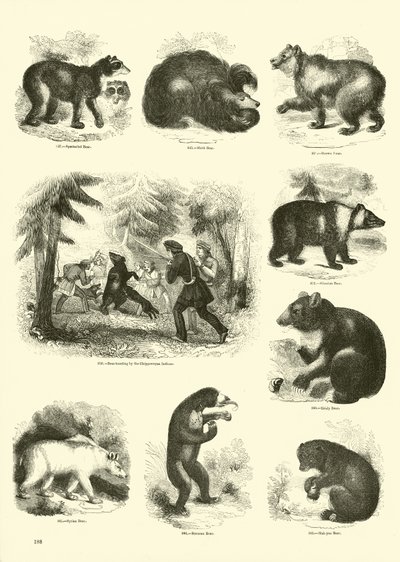 Página del Museo Pictórico de la Naturaleza Animada de English School