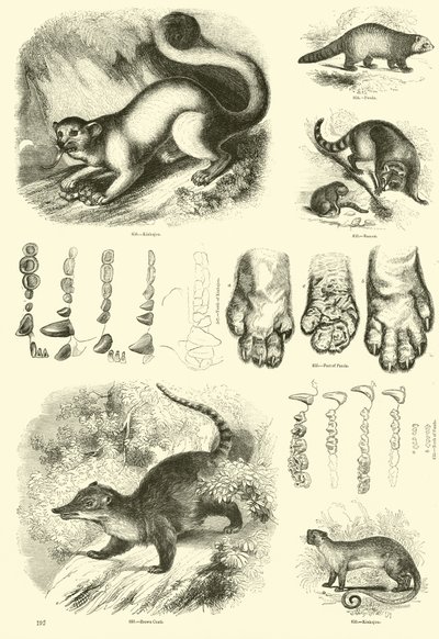 Página del Museo Pictórico de la Naturaleza Animada de English School
