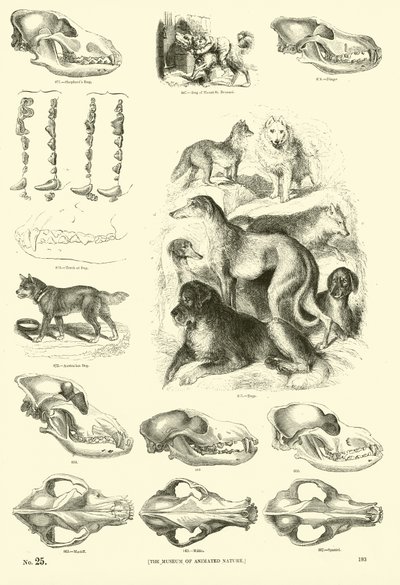 Página del Museo Pictórico de la Naturaleza Animada de English School