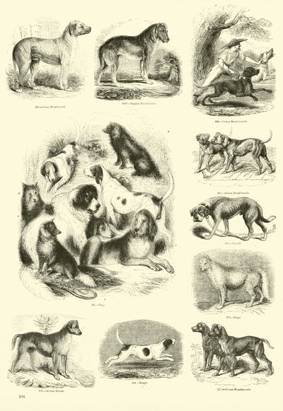 Página del Museo Pictórico de la Naturaleza Animada de English School