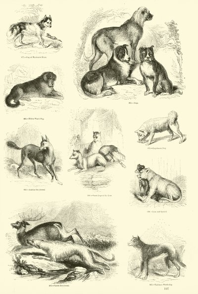Página del Museo Pictórico de la Naturaleza Animada de English School