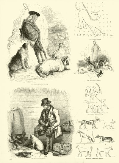 Página del Museo Pictórico de la Naturaleza Animada de English School