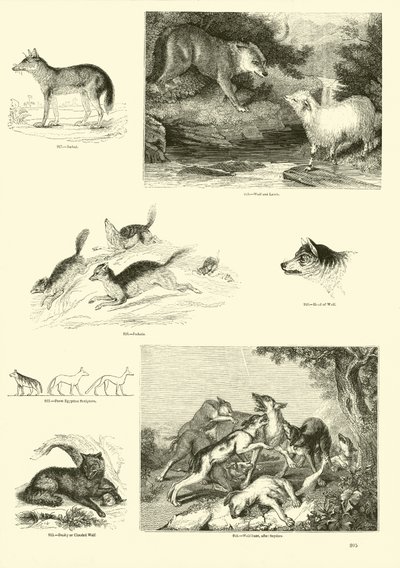 Página del Museo Pictórico de la Naturaleza Animada de English School