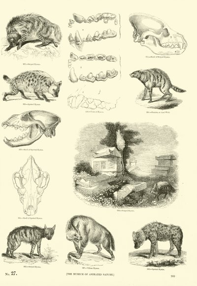 Página del Museo Pictórico de la Naturaleza Animada de English School