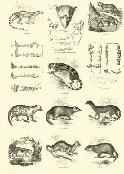 Página del Museo Pictórico de la Naturaleza Animada de English School