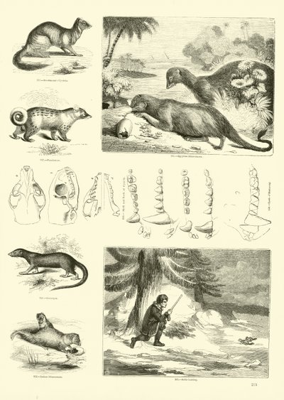 Página del Museo Pictórico de la Naturaleza Animada de English School