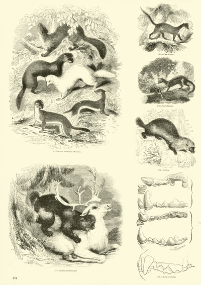 Página del Museo Pictórico de la Naturaleza Animada de English School