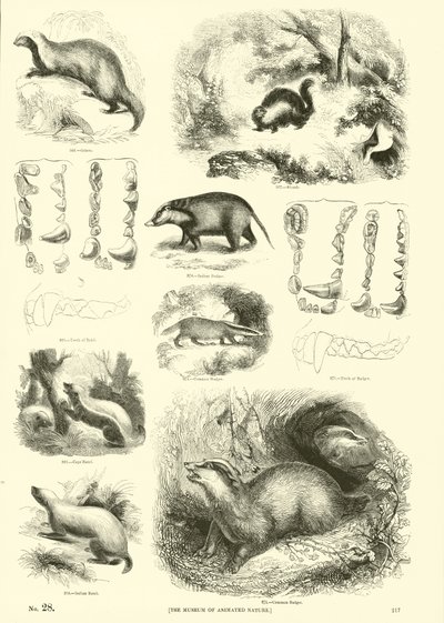 Página del Museo Pictórico de la Naturaleza Animada de English School