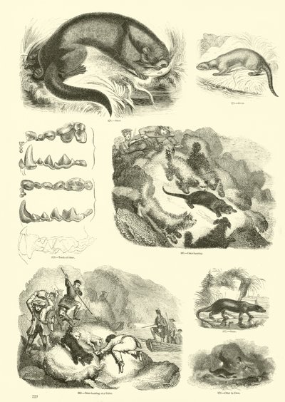 Página del Museo Pictórico de la Naturaleza Animada de English School