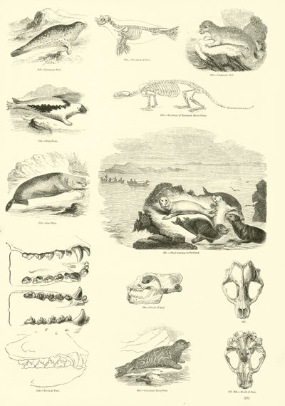 Página del Museo Pictórico de la Naturaleza Animada de English School
