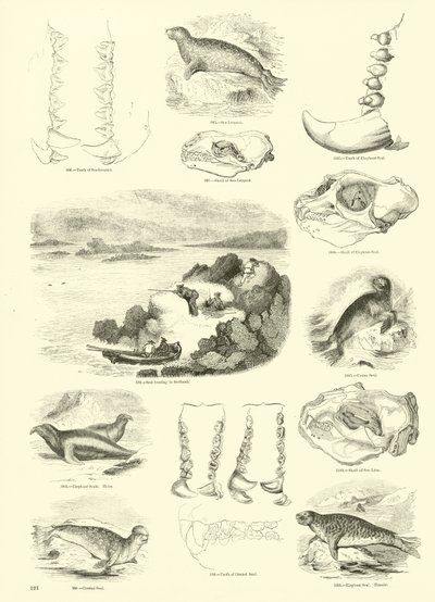 Página del Museo Pictórico de la Naturaleza Animada de English School