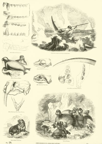 Página del Museo Pictórico de la Naturaleza Animada de English School