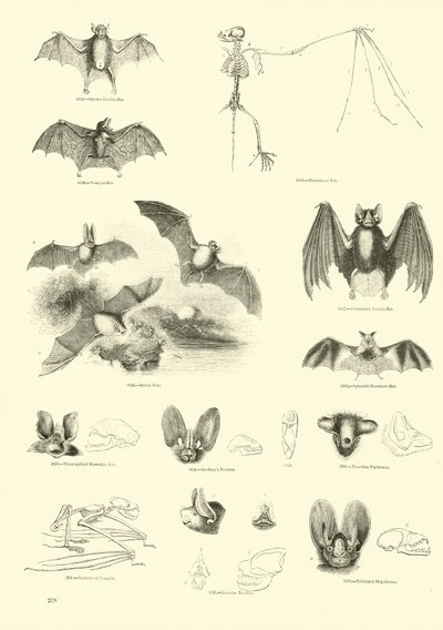 Página del Museo Pictórico de la Naturaleza Animada de English School